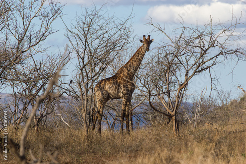 Girafe dans le Kruger