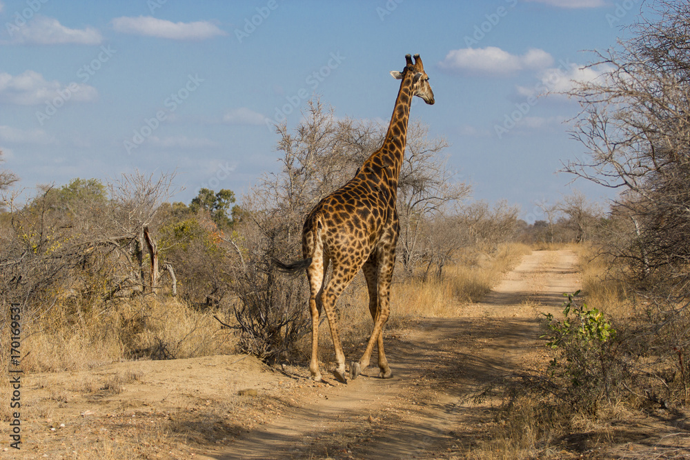 Obraz premium Balade d'une girafe