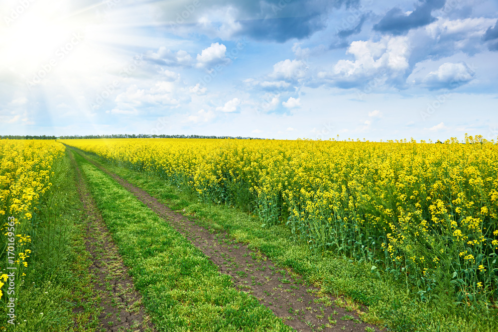ground road in rapeseed yellow flower field, bright sun, beautiful spring landscape