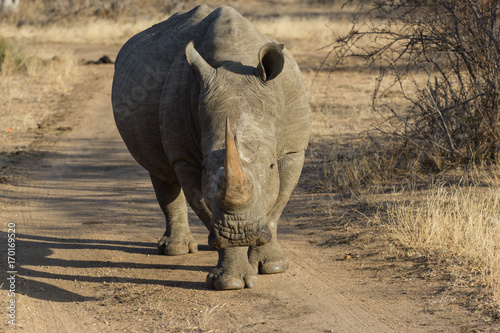 Face a face avec un rhinocéros