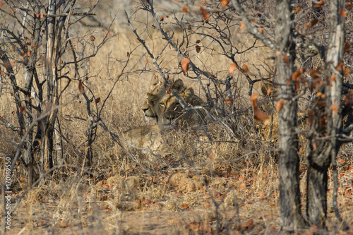 Lion dans la savane