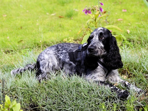 Spaniel lying in the pinks