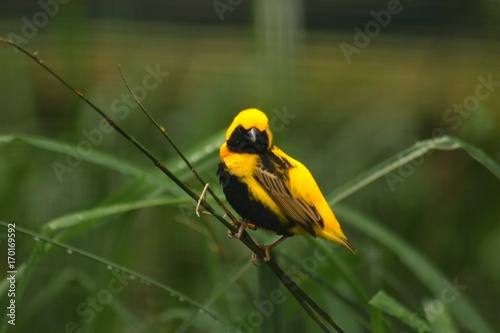 Yellow-crowned bishop / Euplectes afer/ This is yellow euplectes afer on straw. photo