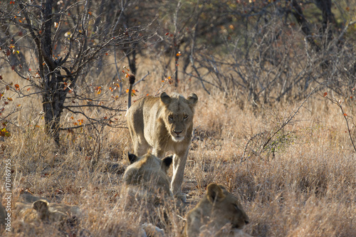Regard du lion
