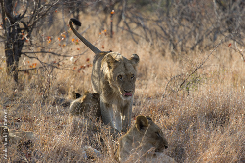 Lions en famille