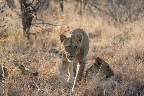 La marche du lion