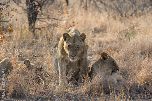 Lion prêt a surgir