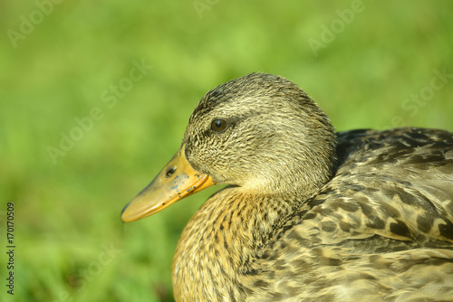 Portrait einer Ente © R+R