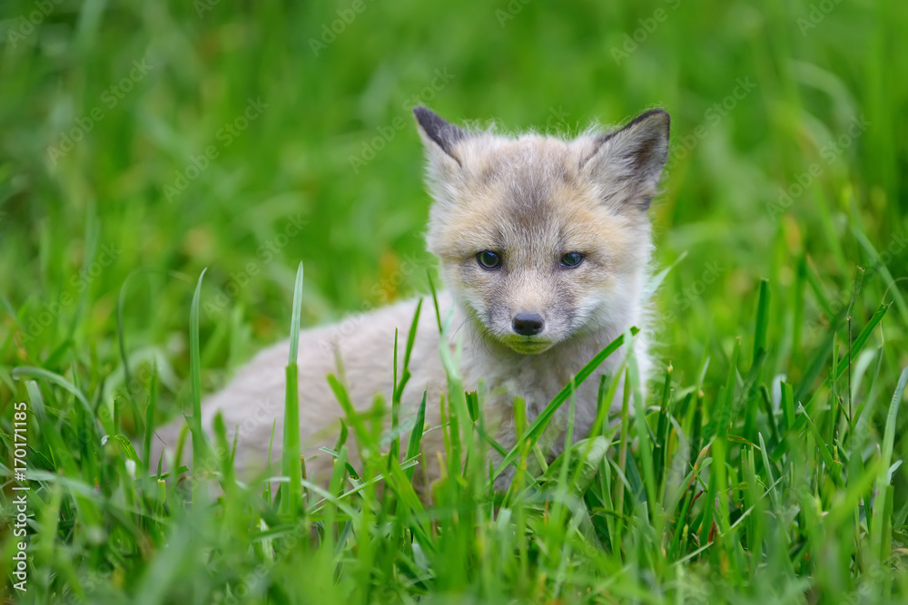 Fox cub in grass Fox cub in grass
