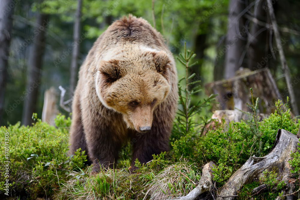 Obraz premium Big brown bear in the forest
