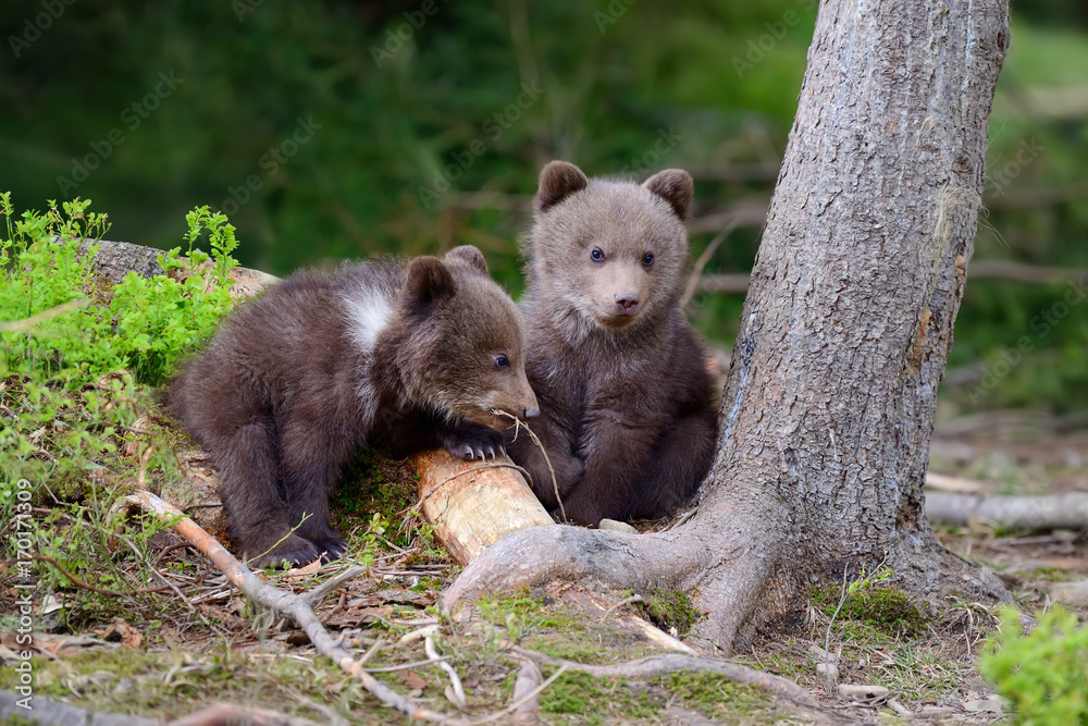Fototapeta premium Brown bear cub