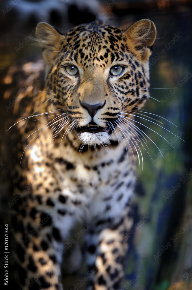 Fototapeta premium Close leopard portrait