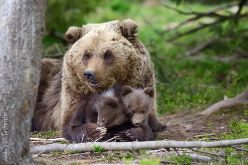 Wallpaper Mural Brown bear and cub Torontodigital.ca