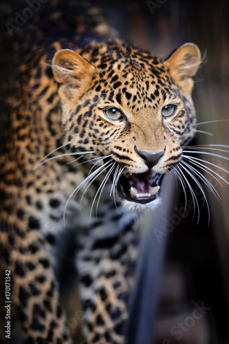Close angry leopard portrait