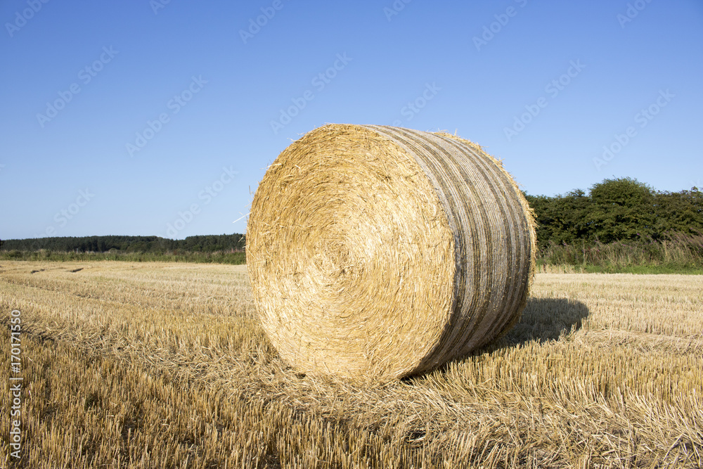 Bale of Hay in field in front of Blue Sky