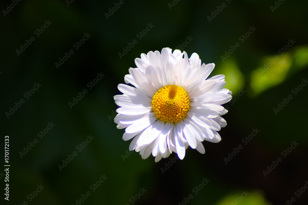 Obraz premium a camomile on a dark background of garden