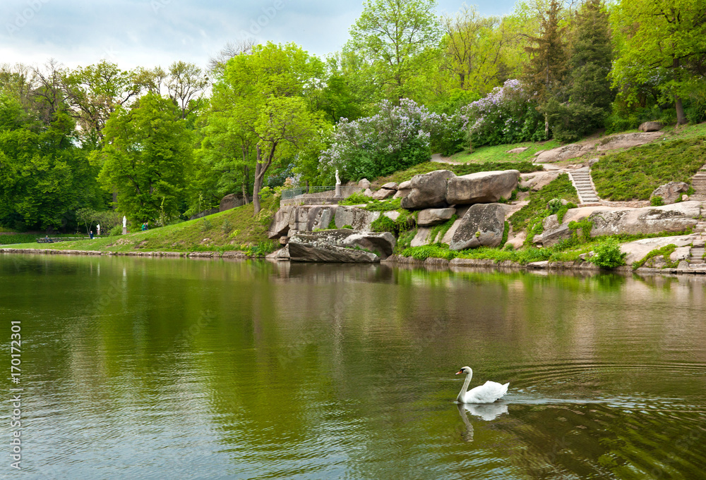 Beautiful swan on the lake in Sofiyivsky Park in Uman, Ukraine Beautiful swan on the lake in Sofiyivsky Park in Uman, Ukraine