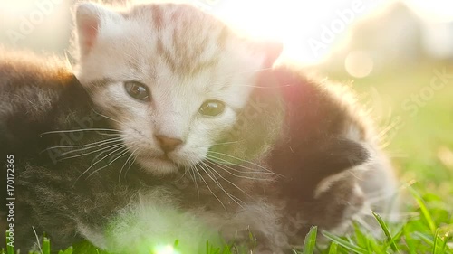 Two tiny nice kittens HD photo