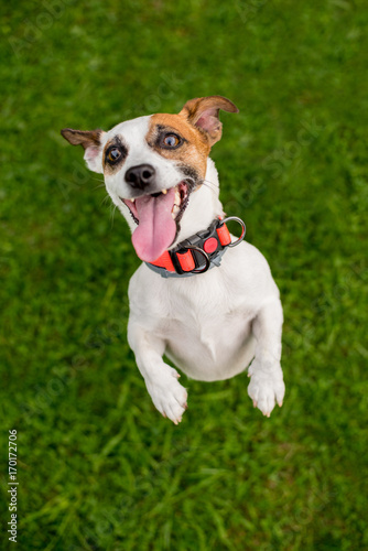 Crazy happy Jack Russell dog jumping on  two legs to get a treat