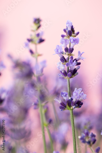 Lavender flowers.