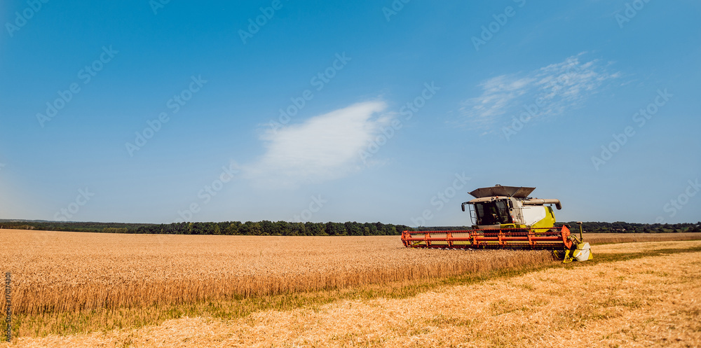 Obraz premium Combine harvester in action on wheat field. Process of gathering a ripe crop.