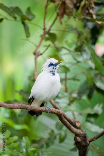 White exotic bird on a branch