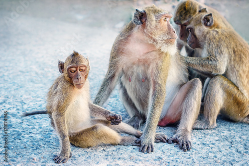 Monkey family
