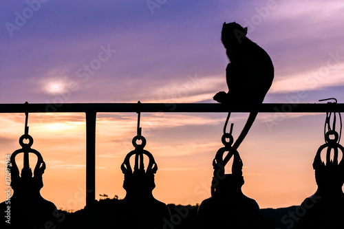 Sunset, bels and monkey in buddhism temple, Thailand