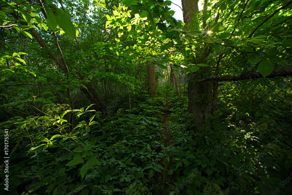 Metal fence mesh in the forest and sunlight flare