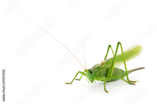Green locust isolated.
