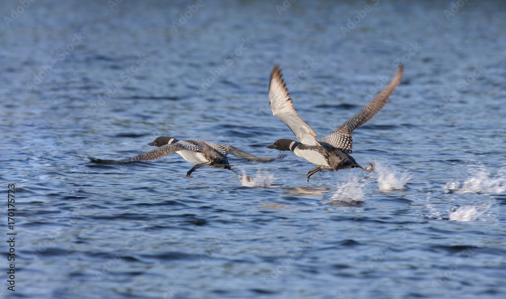 Fototapeta premium huard au vol
