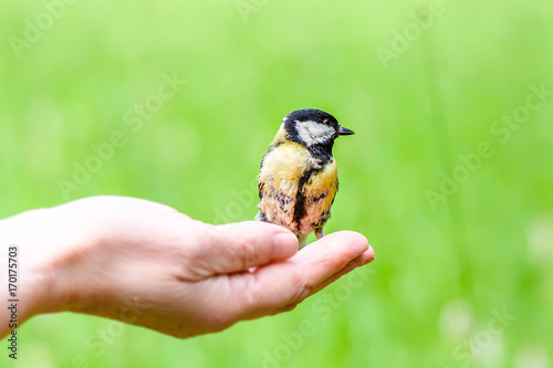 Bird on the hand