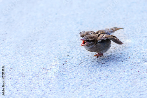 Aggressive sparrow