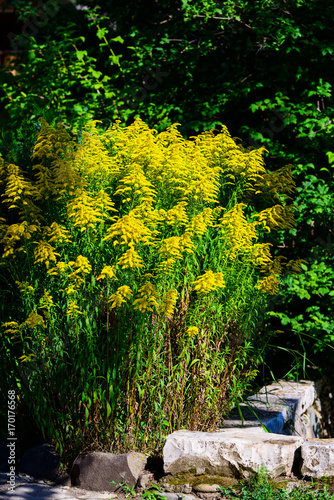 Slika na platnu Beautiful solidago (goldenrods) flowers in natural habitat