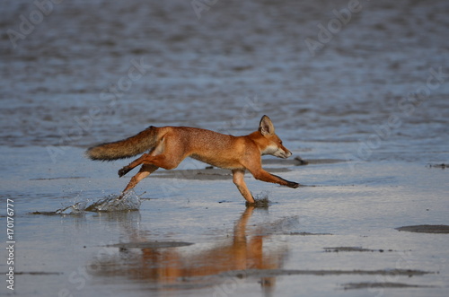 Fuchs im Lauf bei der Jagt © flogle