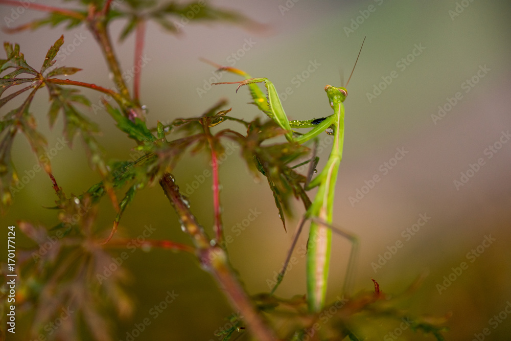 Mantide Religiosa Mantide Religiosa