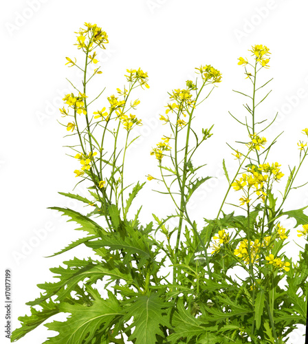 Mustard plant flowering. Wild mustard flowers.