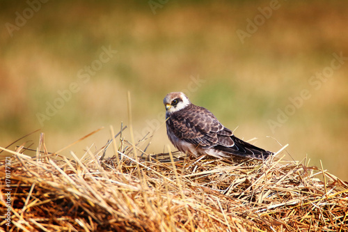 falcon sitting on hay photo