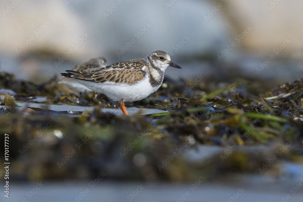 ruddy turnstone  