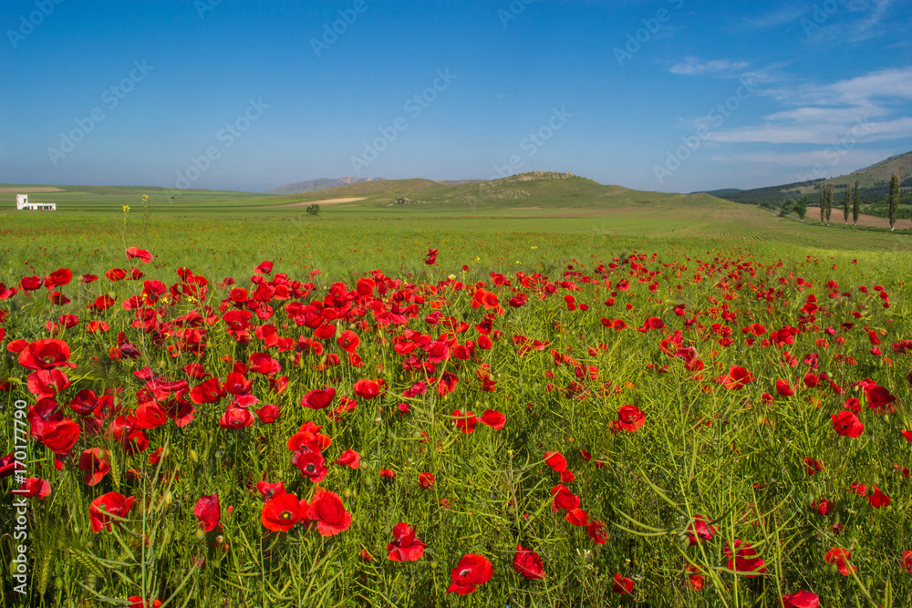 Beautiful landscape with field of red poppy flowers and blue sky in Dobrogea, Romania
