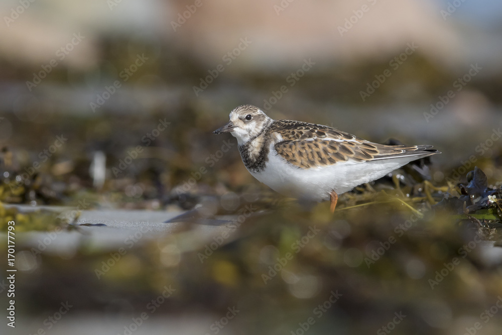 ruddy turnstone ruddy turnstone