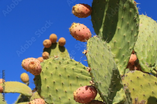 Kaktus Feigen