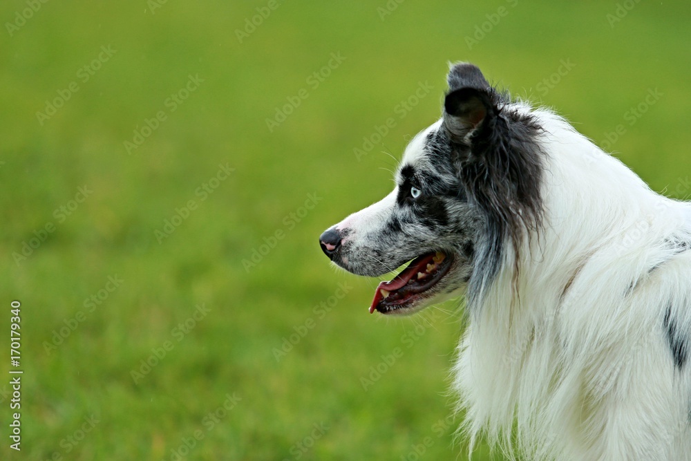 Head of australian shepherd dog from the side with green background Head of australian shepherd dog from the side with green background