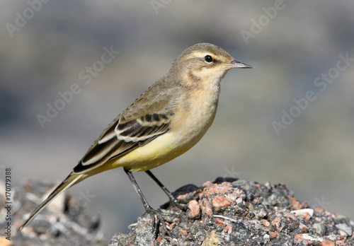 Close up portrait of young yellow wagtail on the stone. Isolated on blurred background.