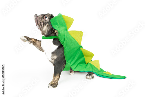 Fototapeta Naklejka Na Ścianę i Meble -  Dog wearing dinosaur Halloween costume, facing side while holding paw up for you to place your product under. Isolated on white.