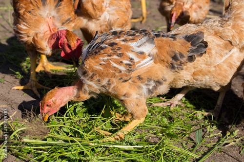 Red chickens with bare necks in the henhouse peck green grass photo