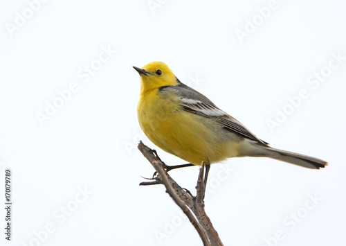 Foto The citrine wagtail (Motacilla citreola) close up on white background