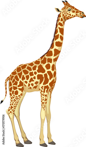 Vector giraffe isolated