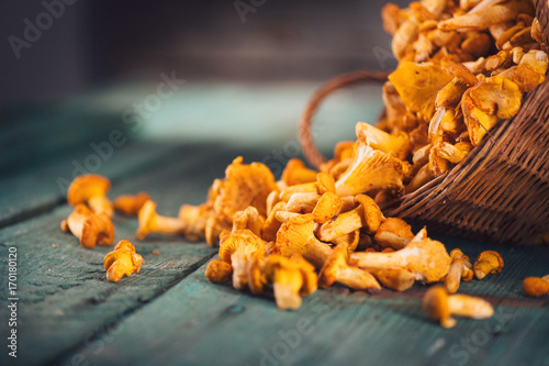 Raw wild chanterelles mushrooms in a basket over old rustic background