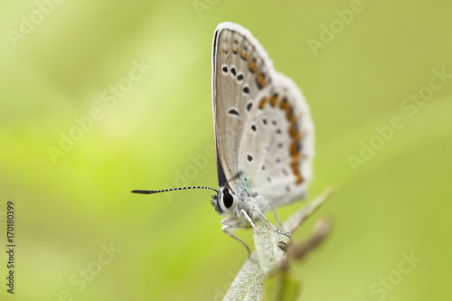The butterfly sits on a green stalk. © Elena